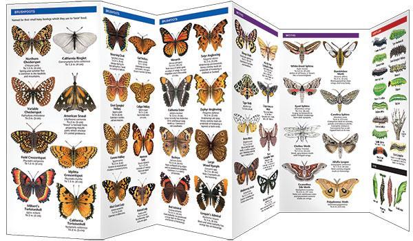 California Butterflies & Moths
