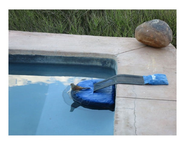 Frog Log Critter Escape Ramp