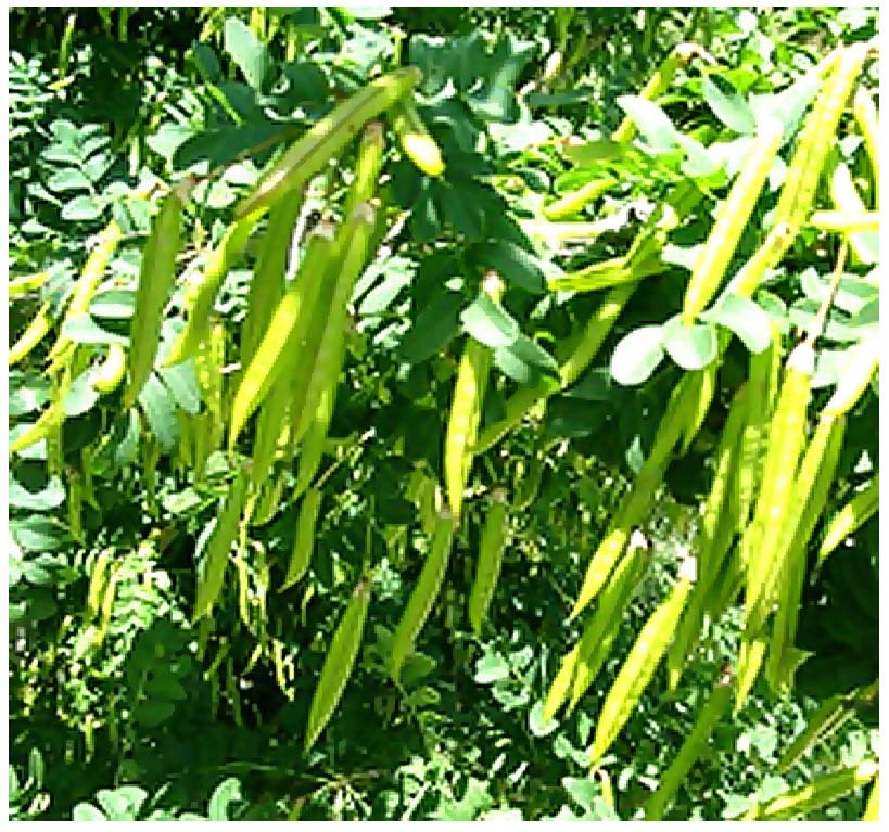 Caragana arborescens: Siberian Pea Tree Seeds