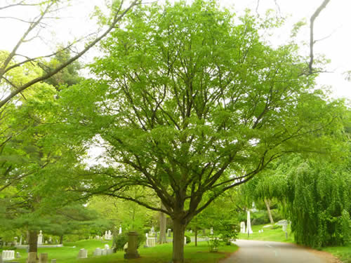 Carpinus caroliniana: Blue Beech Seeds