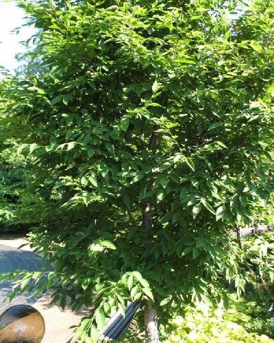 Carpinus cordata: Heartleaf Hornbeam Seeds