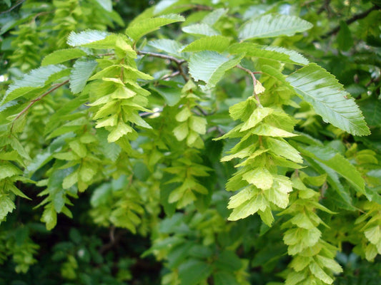 Carpinus orientalis: Oriental Hornbeam Seeds