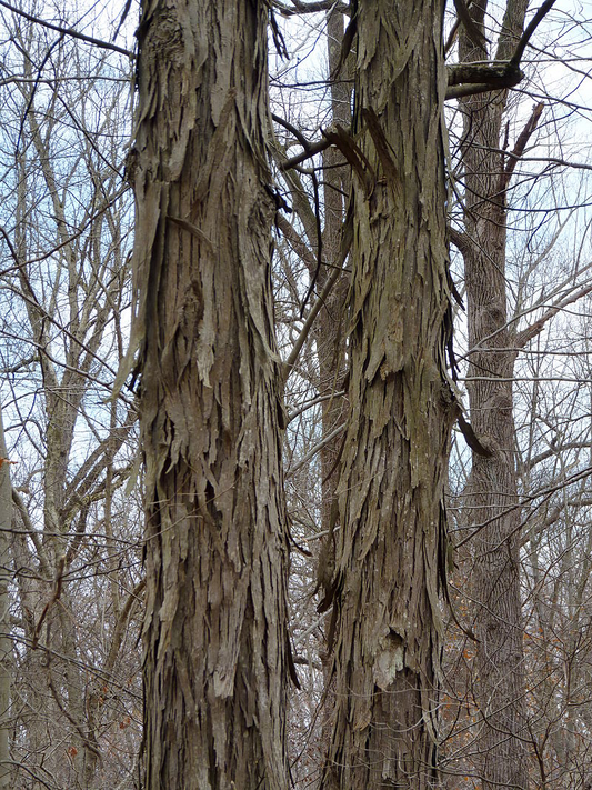 Carya ovata: Shagbark Hickory Seeds