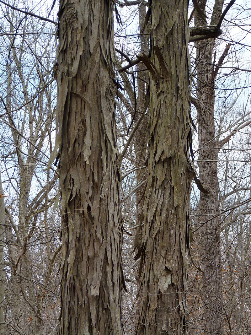 Carya ovata: Shagbark Hickory Seeds