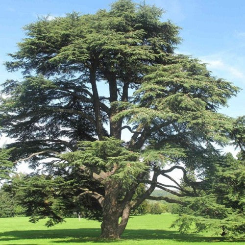 Cedrus atlantica: Atlas Cedar Seeds