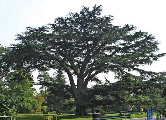 Cedrus libani: Cedar of Lebanon Seeds