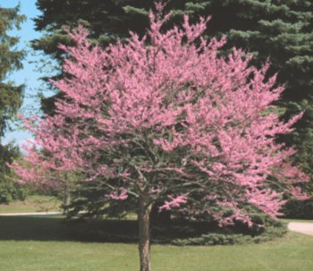 Cercis canadensis: Eastern Redbud Seeds