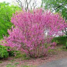 Cercis chinensis: Chinese Redbud Seeds