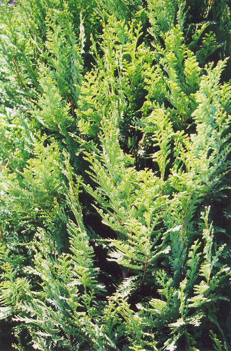 Chamaecyparis lawsoniana: Lawson False Cypress Seeds