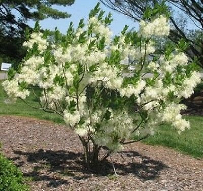 Chionanthus virginicus: Old Man's Beard Seeds