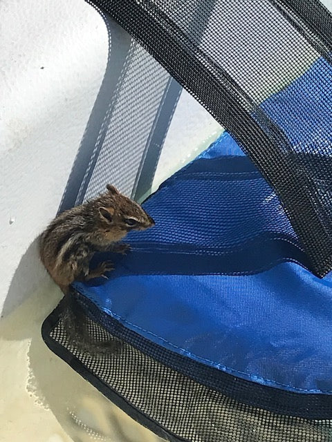 Frog Log Critter Escape Ramp