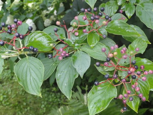 Cornus alternifolia: Pagoda Dogwood Seeds