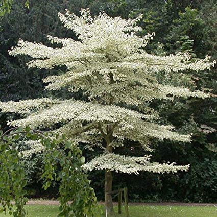 Cornus controversa: Giant Dogwood Seeds