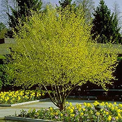 Cornus mas: Cornelian Cherry Seeds