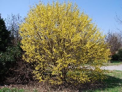 Cornus officinalis: Japanese Cornel Dogwood Seeds