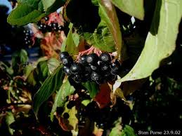 Cornus sanguinea: Bloodtwig Dogwood Seeds