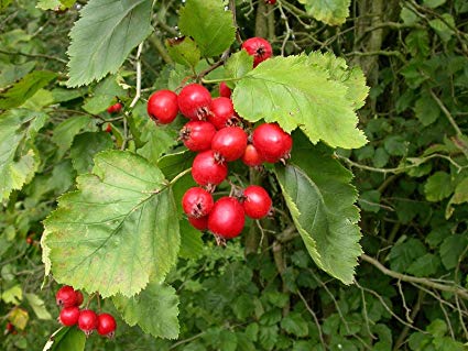 Crataegus crus-gali: Cockspur Hawthorn Seeds