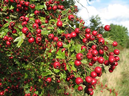 Crataegus laevigata: English Hawthorn Seeds