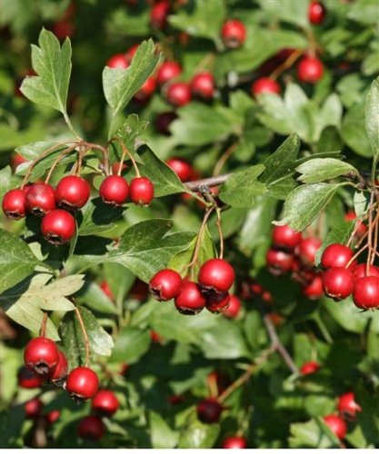 Crataegus monogyna: European Hawthorn Seeds