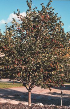 Crataegus phaenopyrum: Washington Hawthorn Seeds