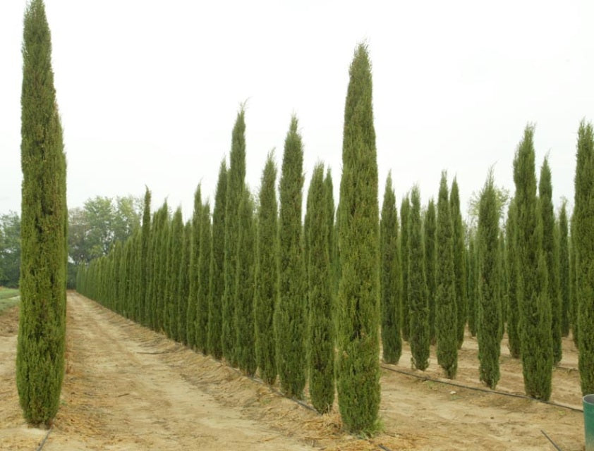 Cupressus sempervirens: Italian Cypress Seeds
