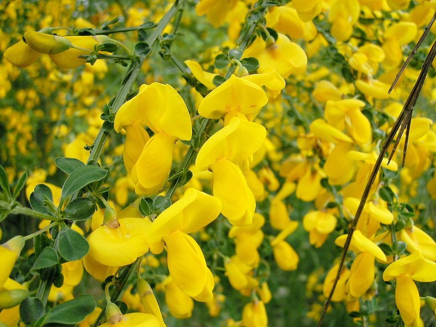 Cytisus scoparius: Scotch Broom Seeds