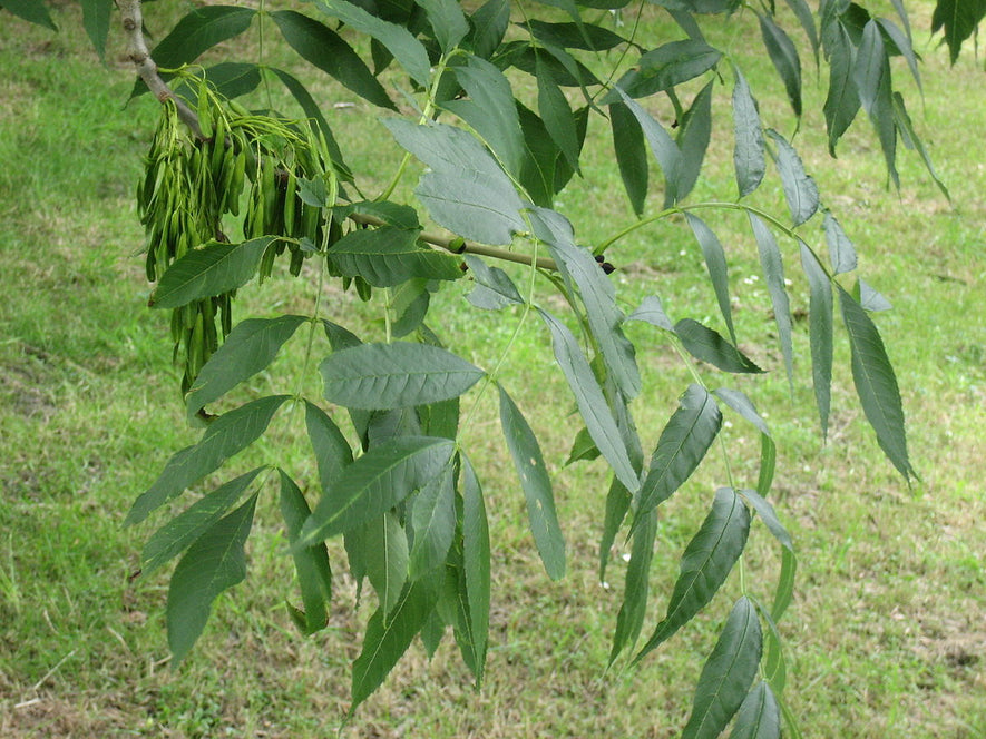 Fraxinus excelsior: European Ash Seeds