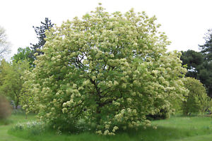 Fraxinus ornus: Flowering Ash Seeds