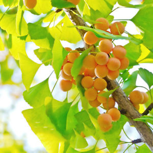Ginkgo biloba: Maidenhair Tree Seeds