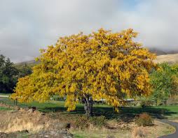 Gleditsia triacanthos: Honeylocust Seeds