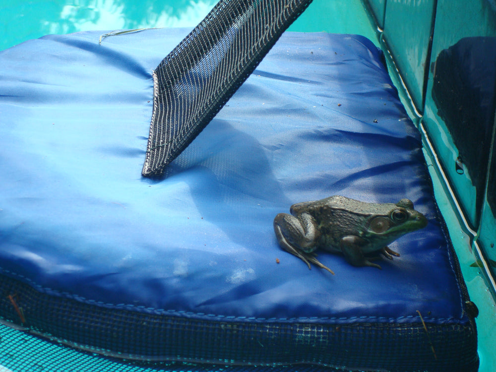 Buy Frog Log Critter Escape Ramp Online in USA, Frog Log Critter Escape ...