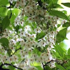 Halesia carolina: Carolina Silverbell Seeds