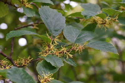 Hamamelis virginiana: Common Witch Hazel Seeds