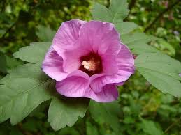 Hibiscus syriacus: Rose of Sharon Seeds