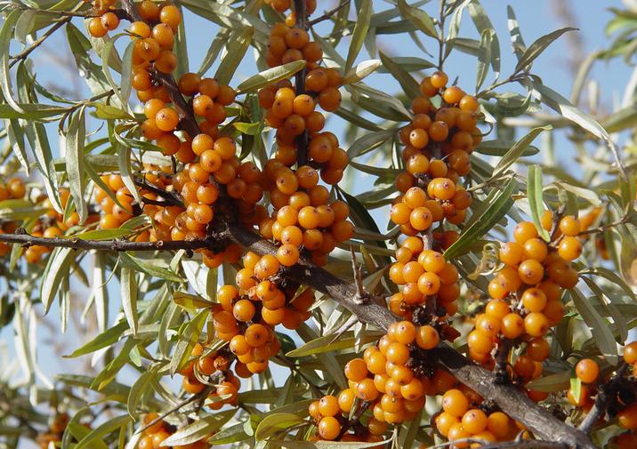 Hippophae rhamnoides: Sea Buckthorn Seeds