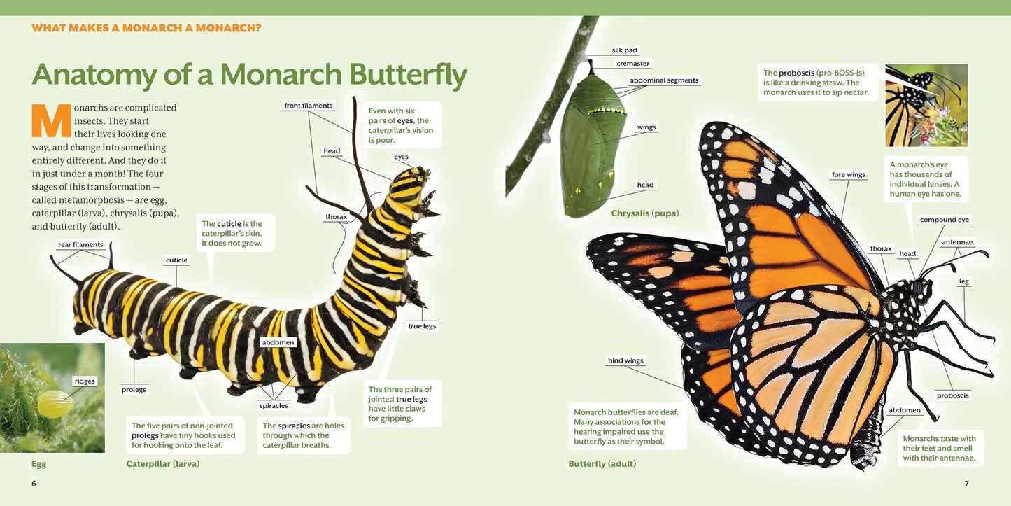 How to Raise Monarch Butterflies: A Step-by-Step Guide for Kids