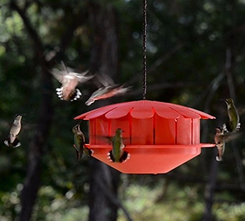 Humm-Bug Hummingbird Protein Feeder