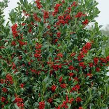 Ilex aquifolium: English Holly Seeds