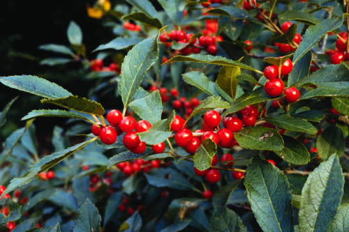 Ilex verticillata: Common Winterberry Seeds