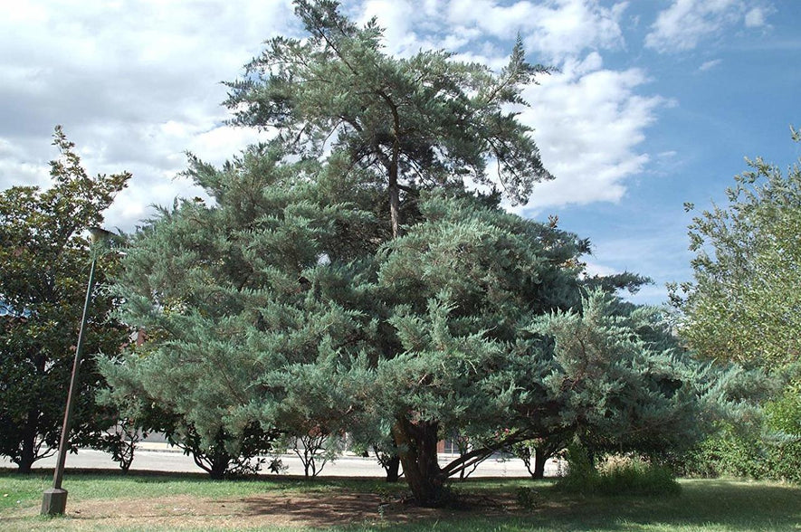 Juniperus virginiana: Eastern Red Cedar Seeds