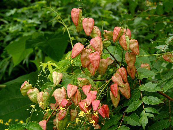 Koelreuteria paniculata: Goldenrain Tree Seeds