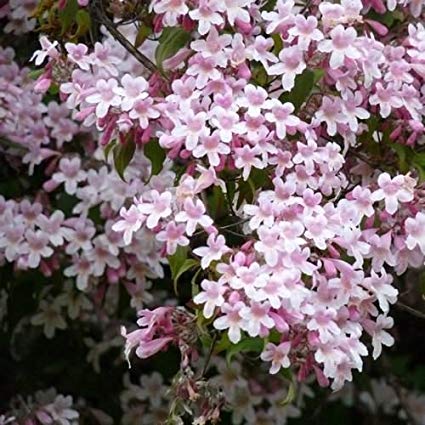 TreeHelp Kolkwitzia amabilis Beauty Bush Seeds