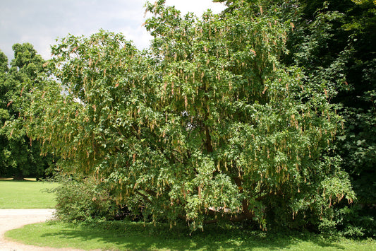 Laburnum alpinum: Alpine Goldenchain Tree Seeds