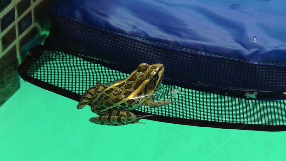 Frog Log Critter Escape Ramp