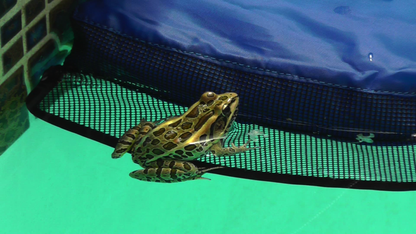 Frog Log Critter Escape Ramp