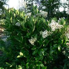 Ligustrum japonica: Japanese Privet Seeds