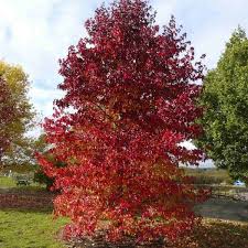 Liquidambar styraciflua: Sweet Gum Tree Seeds