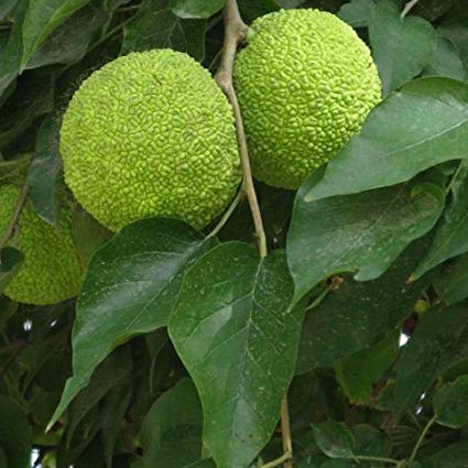 Maclura pomifera: Osage Orange Seeds