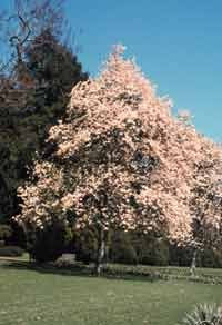 Magnolia denudata: Oriental Yulan Magnolia Seeds