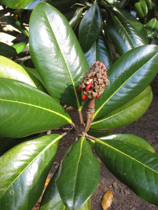 Magnolia grandiflora: Southern Magnolia Seeds